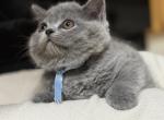 Max - British Shorthair Kitten For Sale - Oregon City, OR, US