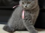 Milky - British Shorthair Kitten For Sale - 