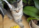 Scottish Straight kitten purebred - Scottish Straight Kitten For Sale - Davenport, FL, US