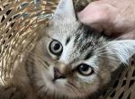 Scottish Straight purebred girl - Scottish Straight Kitten For Sale - Davenport, FL, US