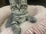 Chunky kittens - Scottish Fold Kitten For Sale - 