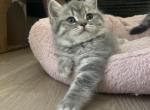 Chunky kittens - Scottish Fold Kitten For Sale - Tukwila, WA, US