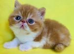 Nickel - Exotic Kitten For Sale - Philadelphia, PA, US