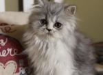 Munky - Persian Kitten For Sale - Tampa, FL, US