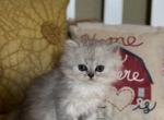 Romeo - Persian Kitten For Sale - Tampa, FL, US