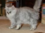 Chinny - Persian Kitten For Sale - Tampa, FL, US