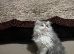 Patches - Persian Kitten For Sale - Tampa, FL, US