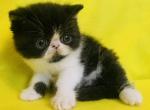 Dime - Exotic Kitten For Sale - Philadelphia, PA, US