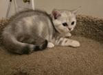 Bruno - Scottish Straight Kitten For Sale - Philadelphia, PA, US