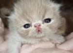 Cream and white male - Persian Kitten For Sale - Ephrata, PA, US