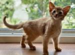 Alisa - Somali Kitten For Sale - 