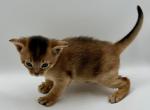 Dominic - Abyssinian Kitten For Sale - Odesa, Odessa Oblast, UA