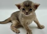 Diego - Abyssinian Kitten For Sale - Odesa, Odessa Oblast, UA