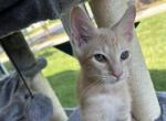 Ice cream and Rocket - American Shorthair Kitten For Sale - 