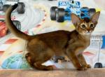 Cherokee - Abyssinian Kitten For Sale - Odesa, Odessa Oblast, UA