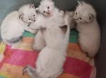Cinnamon litter - Colorpoint Shorthair Kitten For Sale - Holden, MO, US