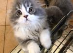 Greyson - Scottish Fold Kitten For Sale - 
