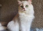 Jazmin - British Shorthair Cat For Sale - Gulf Breeze, FL, US
