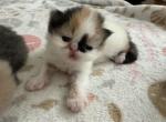 Harley - Persian Kitten For Sale - Voorhees, NJ, US