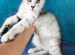 Pure High Silver Girl from Blue Chinchilla line - Maine Coon Kitten For Sale - FL, US