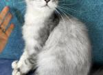 Pure High Silver Boy from Blue Chinchilla line - Maine Coon Kitten For Sale - FL, US