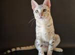 Dollie - Savannah Kitten For Sale - Las Vegas, NV, US