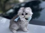 Silver Chinchilla 25 - Scottish Fold Kitten For Sale - Sun City Center, FL, US