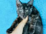 Pure Main Coon Boy  Smoke black - Maine Coon Kitten For Sale - FL, US