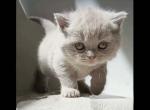 PURE BREES BRITISH SHORTHAIR GIRL BLUE - British Shorthair Kitten For Sale - CT, US