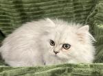 Dexter - Ragamuffin Kitten For Sale - Allentown, PA, US