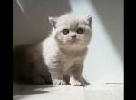 PURE BREED BRITISH SHORTHAIR KITTENS BLUR GIRL - British Shorthair Kitten For Sale - Darien, CT, US