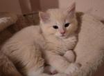 Flame Points - Ragdoll Kitten For Sale - WA, US