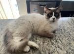 Mainecoon ragdoll adult male - Maine Coon Cat For Sale - Kissimmee, FL, US