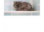 Nikon - Siberian Cat For Sale/Retired Breeding - Uxbridge, MA, US
