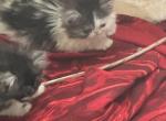 Fendi - Ragamuffin Kitten For Sale - Oklahoma City, OK, US