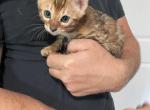 Price reduced 8 21 sweet loving girl - Bengal Kitten For Sale - Jacksonville, FL, US