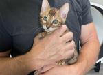 Beautiful boy SOLD - Bengal Kitten For Sale - Jacksonville, FL, US