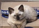 SEAL POINT RUMPY BOY - Siamese Kitten For Sale - Bryan, TX, US