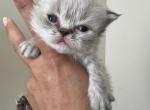 Biscotti - Himalayan Kitten For Sale - Waterbury, CT, US