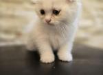 Bella - Scottish Fold Kitten For Sale - 