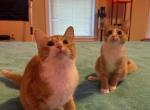 Orange kittens looking for new home - Siberian Kitten For Sale - West Springfield, MA, US