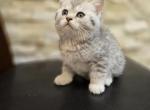 Luna - Scottish Straight Kitten For Sale - 