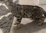2 Year Old Male Bengal - Bengal Cat For Adoption - Berwyn, IL, US