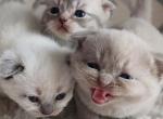 Whiskey's kittens - Scottish Fold Kitten For Sale - 