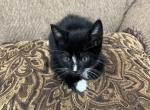 Tite - American Wirehair Kitten For Sale