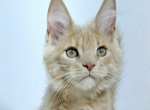 Elite Planet Nando - Maine Coon Kitten For Sale - Charlotte, NC, US