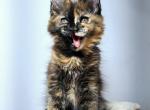 Sabrina - Maine Coon Kitten For Sale - Charlotte, NC, US