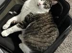 Jazz - Domestic Cat For Adoption - Indianapolis, IN, US