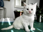 Mojito - Maine Coon Kitten For Sale - 