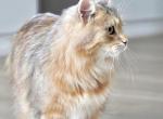 Hypoallergenic Golden Siberian Male - Siberian Cat For Sale - Auburn, WA, US